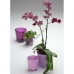 Вазон для орхидеи стеклянный розовый 135 на 125 мм